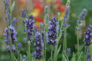 Foto: Lavendel