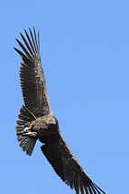 Colca Canyon, Cruz del Condor